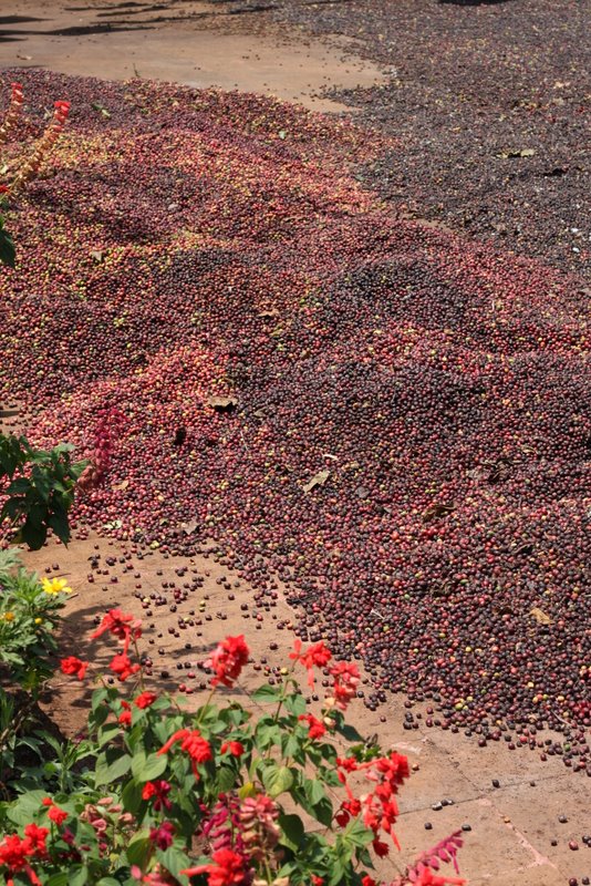 These are harvested and left outside to ferment and dry.
